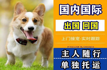 银川市宠物托运公司银川市宠物托运公司银川市宠物托运公司