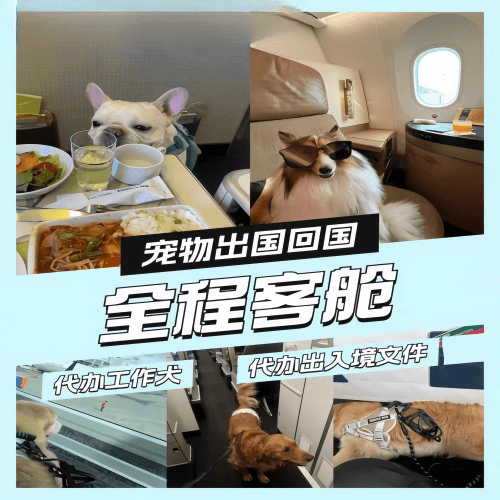 银川市宠物托运到白俄罗斯宠物入境规定和要求